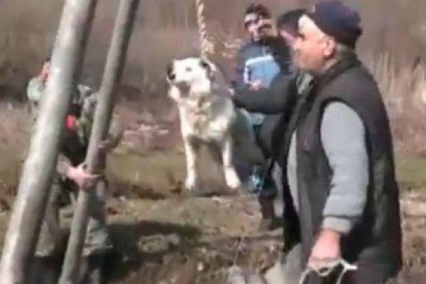 Ritual şocant în Bulgaria. Vezi video cum sunt chinuiţi câinii!